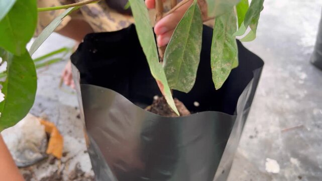 The process of planting trees in pots. Planting tree seedlings in pots