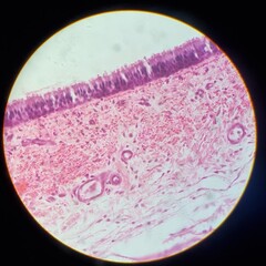 Microscopic image of pseudostratified ciliated columnar epithelium with lamina propria, used in histology and medical research education.
