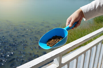 A person's hand holds a scoop of brown fish feed pellets, preparing to scatter them into a pond densely populated with farmed fish. Depicts freshwater aquaculture activity.