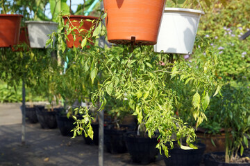 Chili pepper plants are grown in terracotta and white pots, suspended upside down. An innovative vertical gardening technique for small or urban spaces.