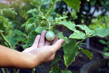 A person's hand is gently supporting a small, pale green eggplant (aubergine) growing on a plant in an outdoor garden, showing care and cultivation.