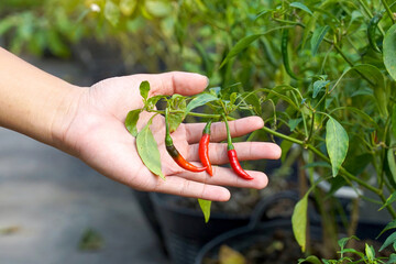 A hand holds several ripe bird's eye chili peppers, some red and one turning black, on a green plant, indicating a successful harvest of spicy produce.