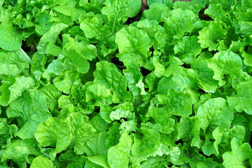Overhead view of a dense patch of fresh, vibrant green lettuce leaves, showing healthy, organic growth in a vegetable garden or farm. Excellent as a texture background.