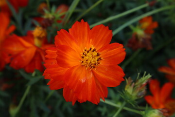 A vibrant close-up of a single orange-red Cosmos flower (Cosmos sulphureus), centered with a yellow middle, surrounded by blurred green foliage.