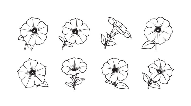 Collection of hand drawn petunia flowers delicate floral sketches botanical art botanical elements vector