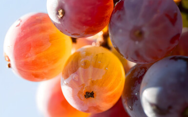Translucent red and orange grapes macro, wet fresh fruit texture with water drops, backlit glowing vineyard harvest, organic sweet juicy berry close up, for diet, summer, agriculture, winery.