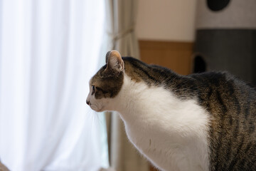 見つめる可愛い猫　キジトラ白