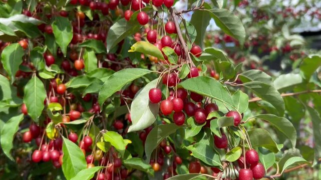Video of an Elaeagnus multiflora (gumi) bush, a perennial olive-family plant valued as a medicinal, honey-bearing, edible and ornamental crop in natural garden settings.