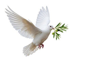 Fototapeta premium Pure white bird with widespread wings carries an olive branch in its beak against a stark white background
