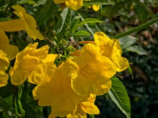 A cluster of bright yellow, trumpet-shaped flowers, possibly Tecoma stans (Yellow Bells), is featured in a close-up shot amidst green foliage, basking in sunlight.