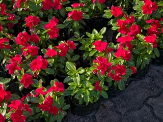 A high-angle view of numerous vibrant red Madagascar Periwinkle 'Blockbuster Dark Red'  plants in black nursery pots, arranged closely together on a paved surface, likely in a garden center or market.