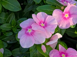 Close-up of vibrant pink Catharanthus roseus (Periwinkle) flowers, with a bright yellow center, surrounded by lush green leaves. 