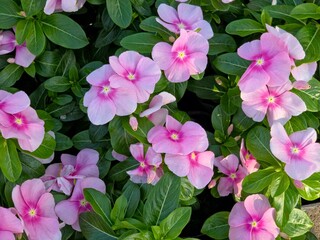 A close-up view of bright pink Catharanthus roseus (Madagascar Periwinkle) flowers with dark pink centers, surrounded by lush green leaves.