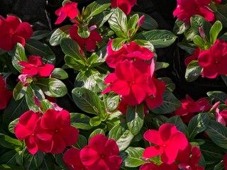 A close-up, top-down view of vibrant red Madagascar Periwinkle 'Blockbuster Dark Red' flowers interspersed with shiny green leaves.