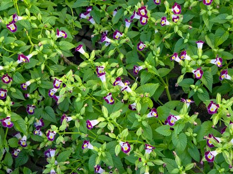 A dense overhead view of lush green foliage interspersed with purple and white Torenia (Wishbone Flower) blossom flowers featuring purple-magenta tips and white/yellow throats. - Powered by Adobe