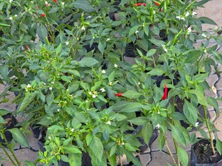 Several potted bird's eye chili plants, also known as Thai chili peppers, which are a popular...