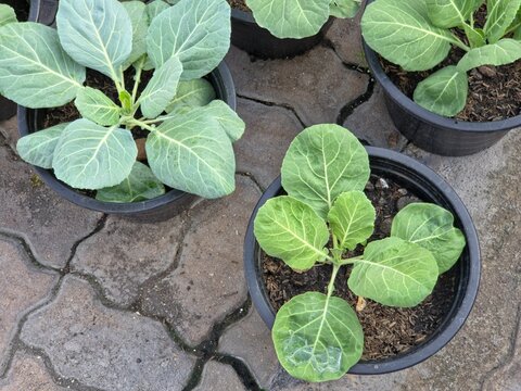 Young collard green bok choy seedlings growing in black plastic pots, viewed from above on a gray brick or paved surface.
