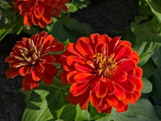 Two vibrant red Zinnia flowers in full bloom, with a bright yellow center, surrounded by dark green foliage under bright sunlight.
