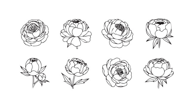Collection of delicate hand-drawn rose and peony flower line art sketches for elegant design vector