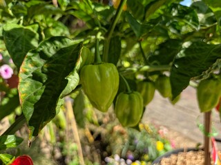 A close-up of several light green, unripe Habanero peppers growing on a plant, partially shaded by large green leaves, with a blurry garden background.