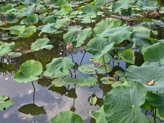 A tranquil pond scene densely covered with large, round green lotus pads and a few pink lotus buds visible, with the dark water reflecting the sky and clouds.