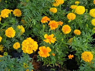 Close-up of vibrant yellow and orange Marigold flowers (Tagetes) blooming amidst lush green foliage, growing in black nursery pots.