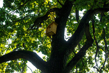 Obraz premium Rustic wooden birdhouse mounted high on a massive, moss-covered oak trunk, bathed in dappled summer sunlight filtering through vibrant green foliage looking skyward