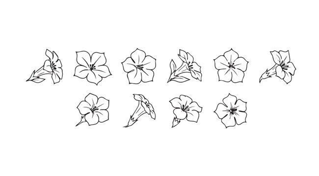 Collection of delicate hand-drawn petunia flower sketches for botanical art and design projects vector