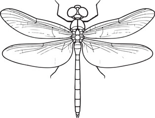 Dragonfly Top View Transparent Wings Vector Line Art Illustration.eps