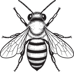 Honey Bee Dorsal View Detailed Vector LineArt Illustration.eps