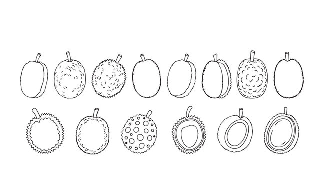 Collection of hand drawn pumpkin outlines for autumn harvest and halloween seasonal designs vector