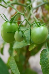 Cluster of Unripe Green Tomatoes Growing on the Vine