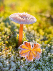 mushroom in autumn in hoarfrost © Belozorova Elena