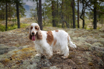 Summer. Wildlife. An English Cocker spaniel stands on a hill covered with moss and looks ahead. The color is orange roan. Age 6 years. The background is blurred.