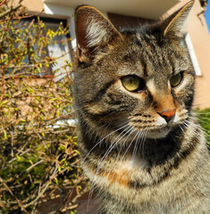 Portrait of a cat against the background of a flowering bush
