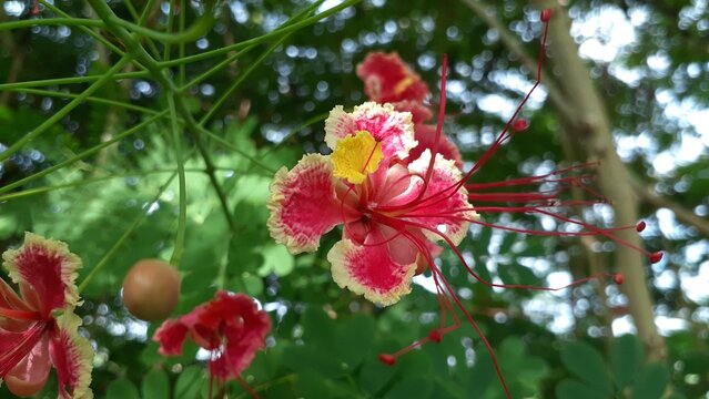 Kembang merak or Peacock flower (Caesalpinia pulcherrima) in the garden. Also known as poinciana, red bird of paradise, Mexican bird of paradise, dwarf poinciana, pride of Barbados, flos pavonis.