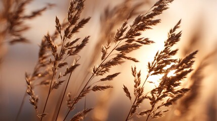 Golden hour light shining through drying grass in a field during a warm sunset, creating a tranquil nature background