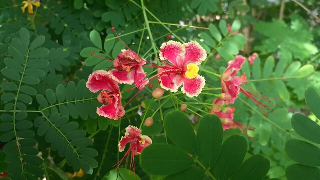 Kembang merak or Peacock flower (Caesalpinia pulcherrima) in the garden. Also known as poinciana, red bird of paradise, Mexican bird of paradise, dwarf poinciana, pride of Barbados, flos pavonis.