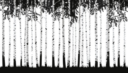 A dense forest of birch trees with distinctive white bark and dark markings, set against a stark white background with dark foliage at the top and a dark ground cover at the bottom.