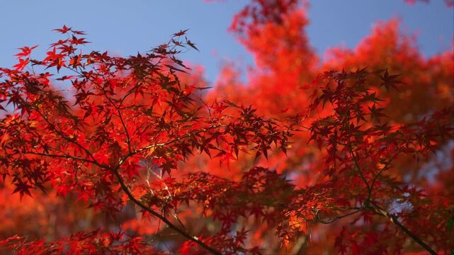 宮崎県小林市須木のすきむらんどの紅葉