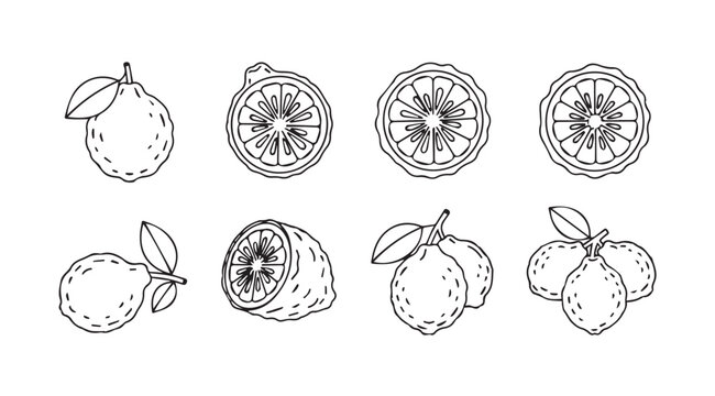 Hand drawn sketch citrus fruits lemons oranges limes grapefruit set collection graphic vector