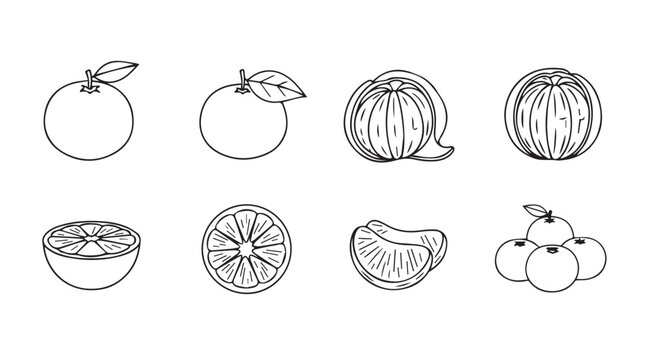 Hand drawn fruit illustrations citrus oranges and mandarins in sketch style set vector