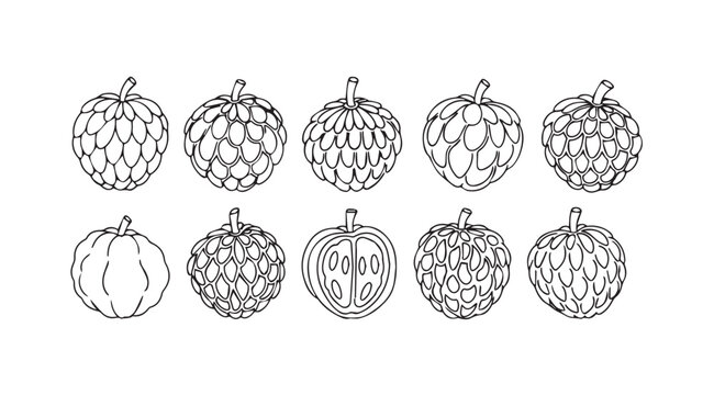 Collection of hand-drawn cherimoya fruits artistic outline collection botanical fruit study vector