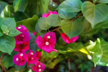 Bougainvillea pink flowers growing in a garden. A beautiful ornamental plant