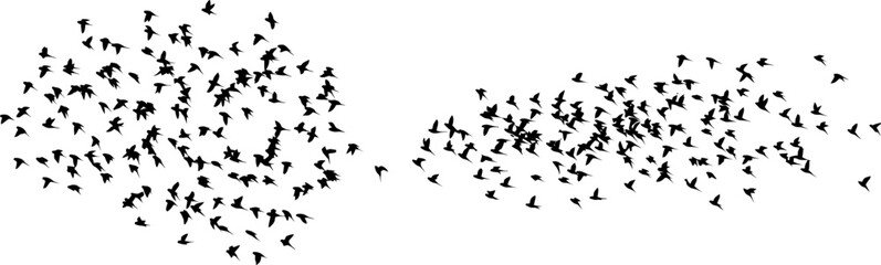 Fototapeta premium Flock of small birds flying seamlessly, vector silhouette on clean white