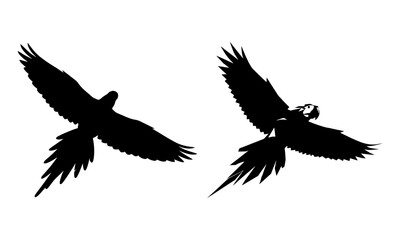 Obraz premium Elegant flying macaw parrot silhouettes in flight, tropical bird vector design
