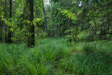 Dense mixed forest with lush understory and natural vegetation in summer light