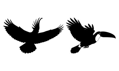 Fototapeta premium Flying cockatoo and toucan silhouettes tropical birds vector illustration