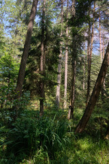 Dense mixed forest with lush understory and natural vegetation in summer light