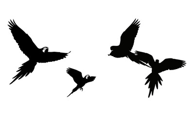 Obraz premium Flying parrot silhouettes against a clean white background, tropical birds